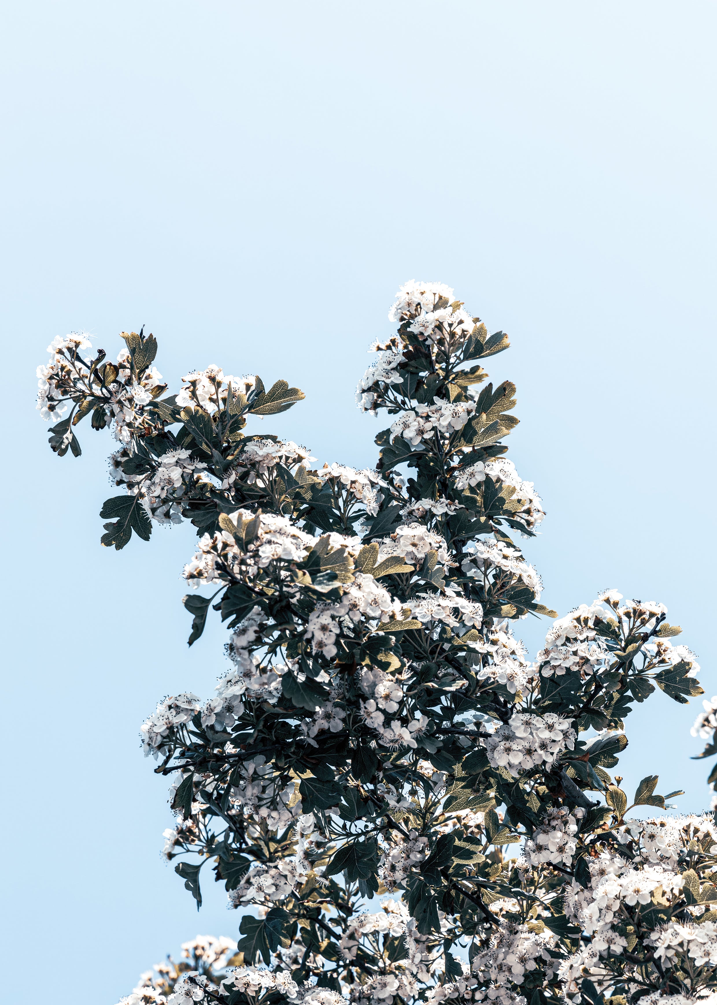 BLOOMING SKY