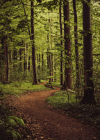 FOREST TRAIL