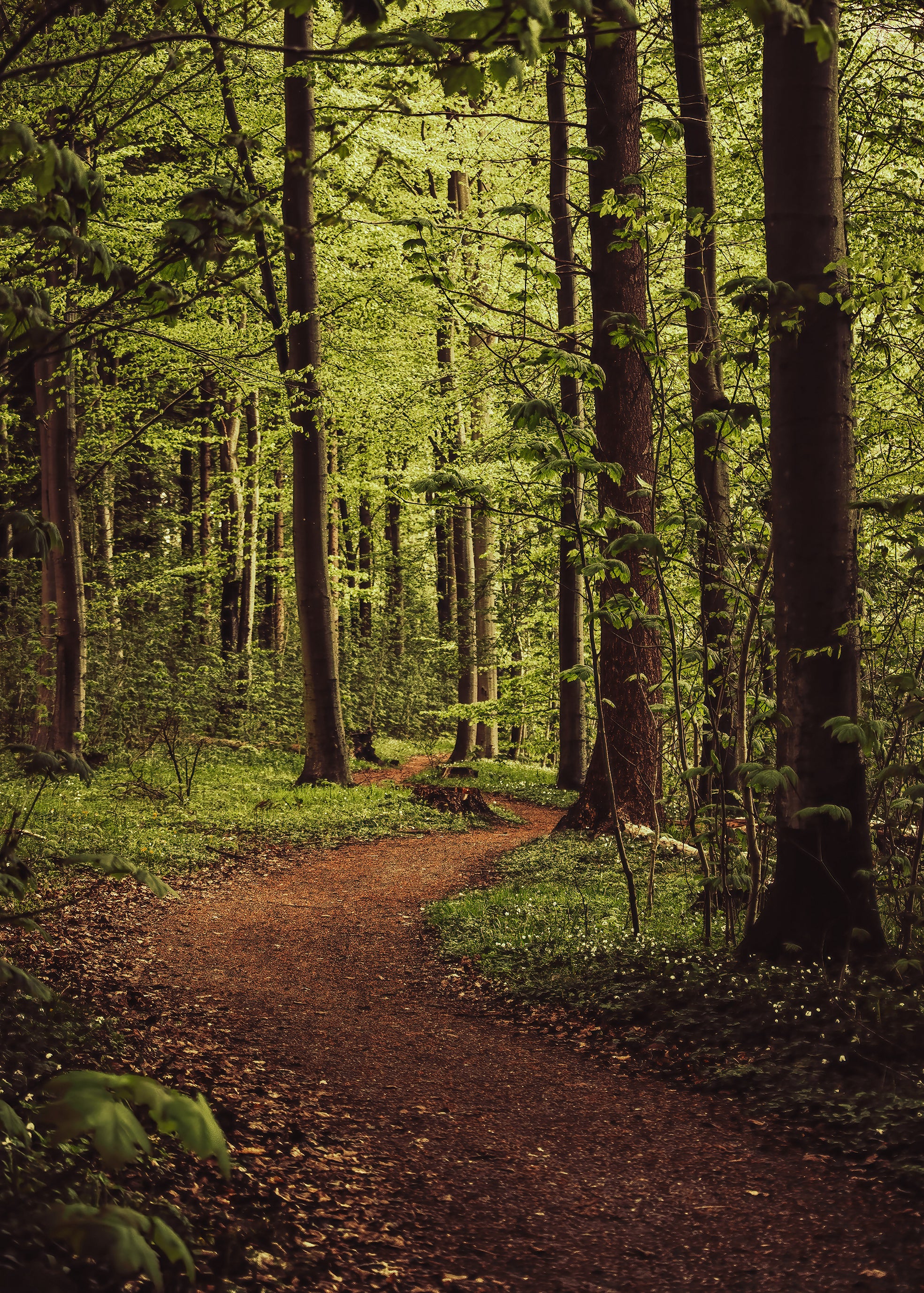 FOREST TRAIL