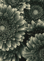 TIMELESS BLOOM I