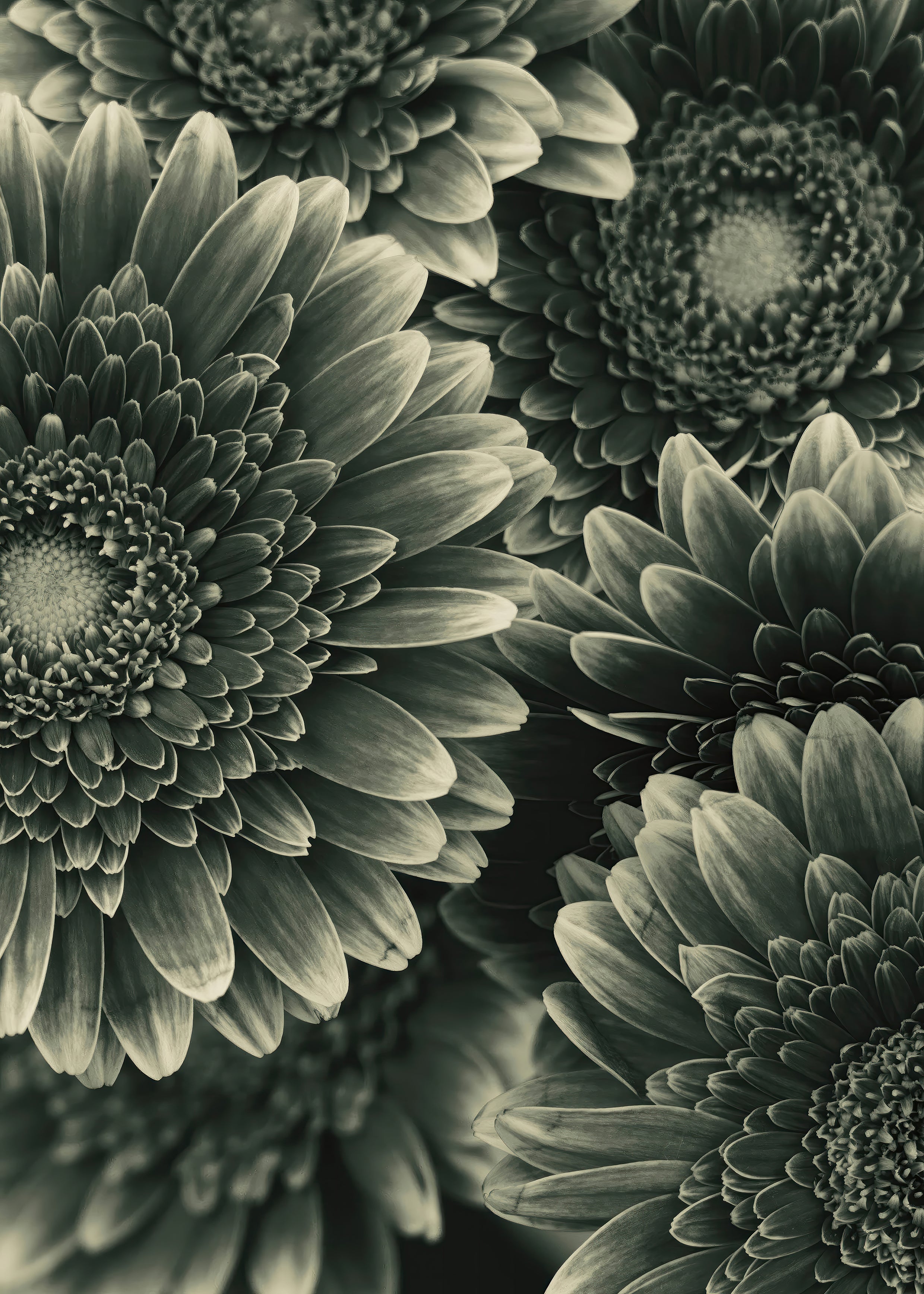 TIMELESS BLOOM I