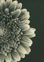 TIMELESS BLOOM II