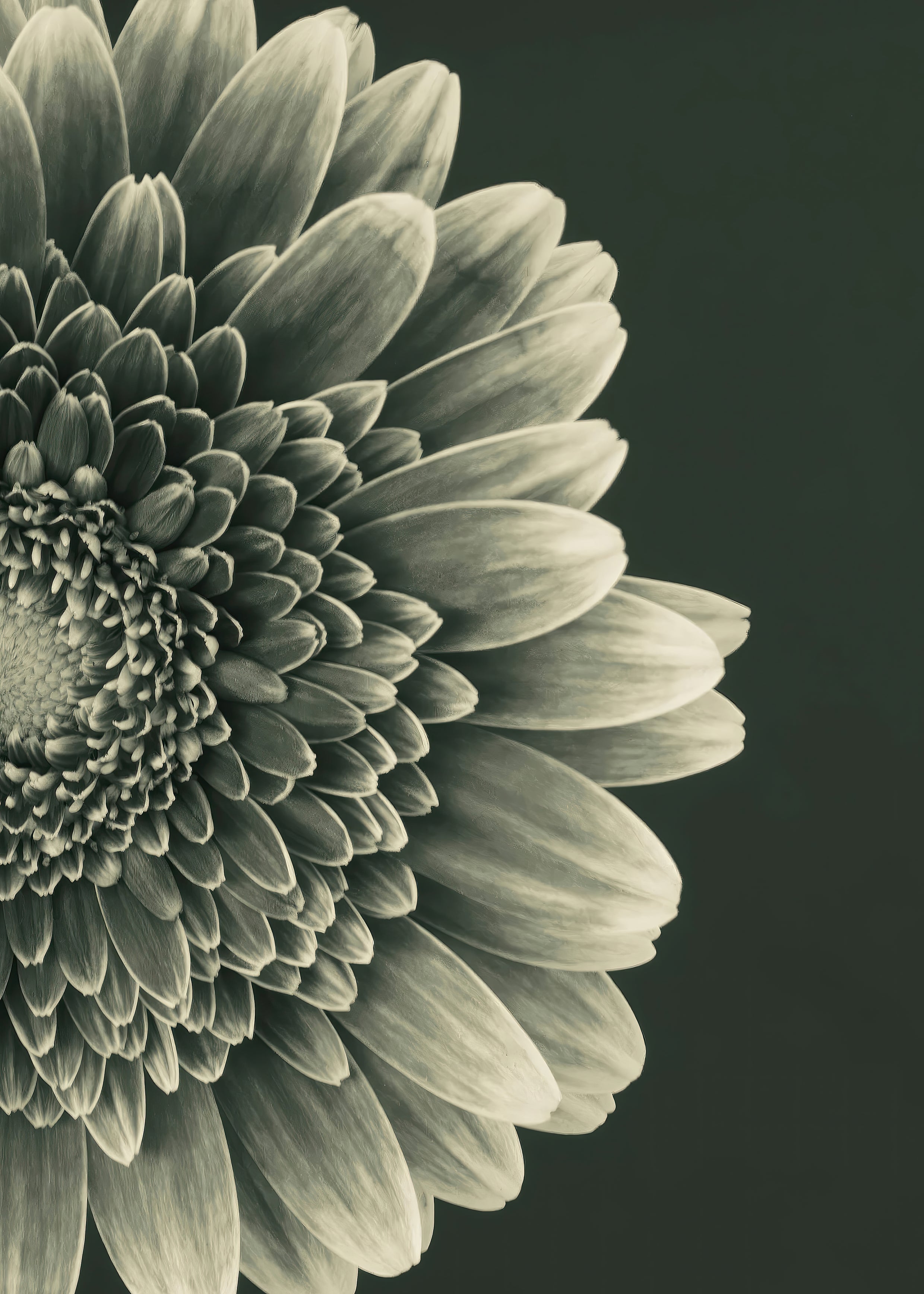 TIMELESS BLOOM II