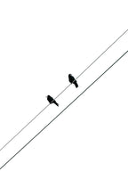 TWO BIRDS