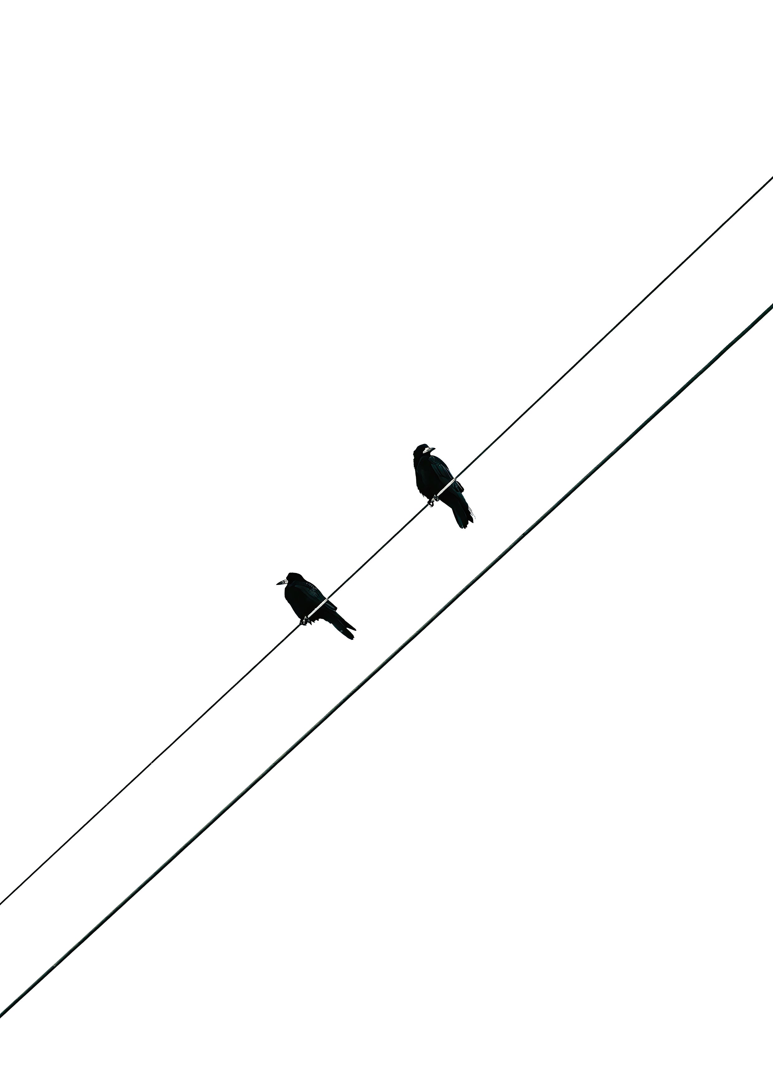 TWO BIRDS