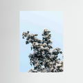 BLOOMING SKY
