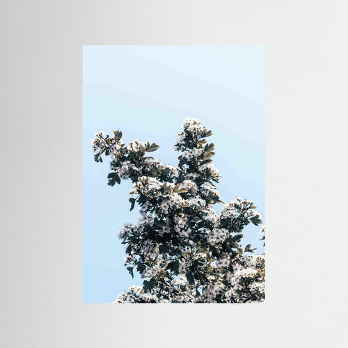 BLOOMING SKY