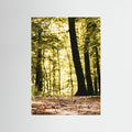 FORESTH PATH