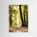 FORESTH PATH