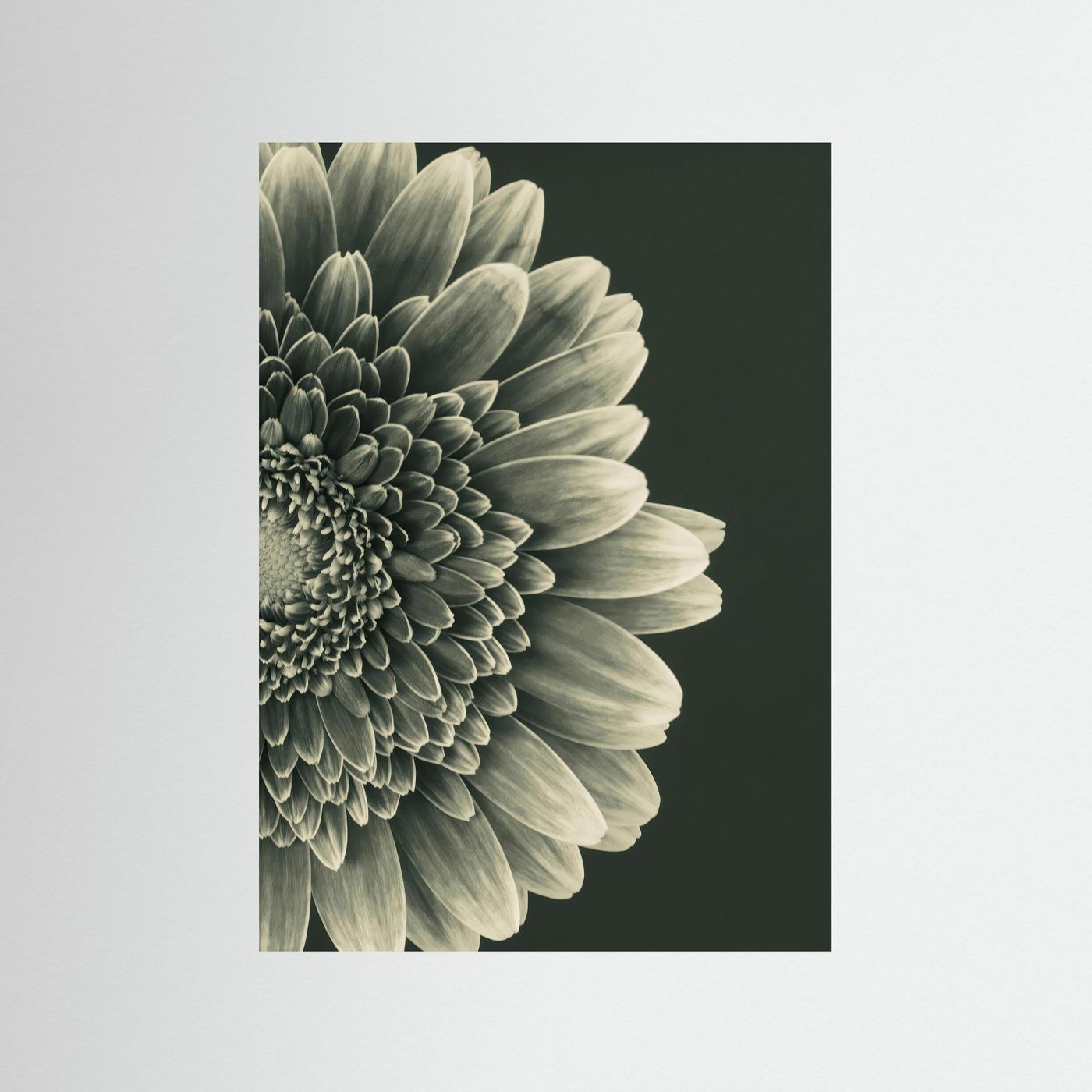 TIMELESS BLOOM #2