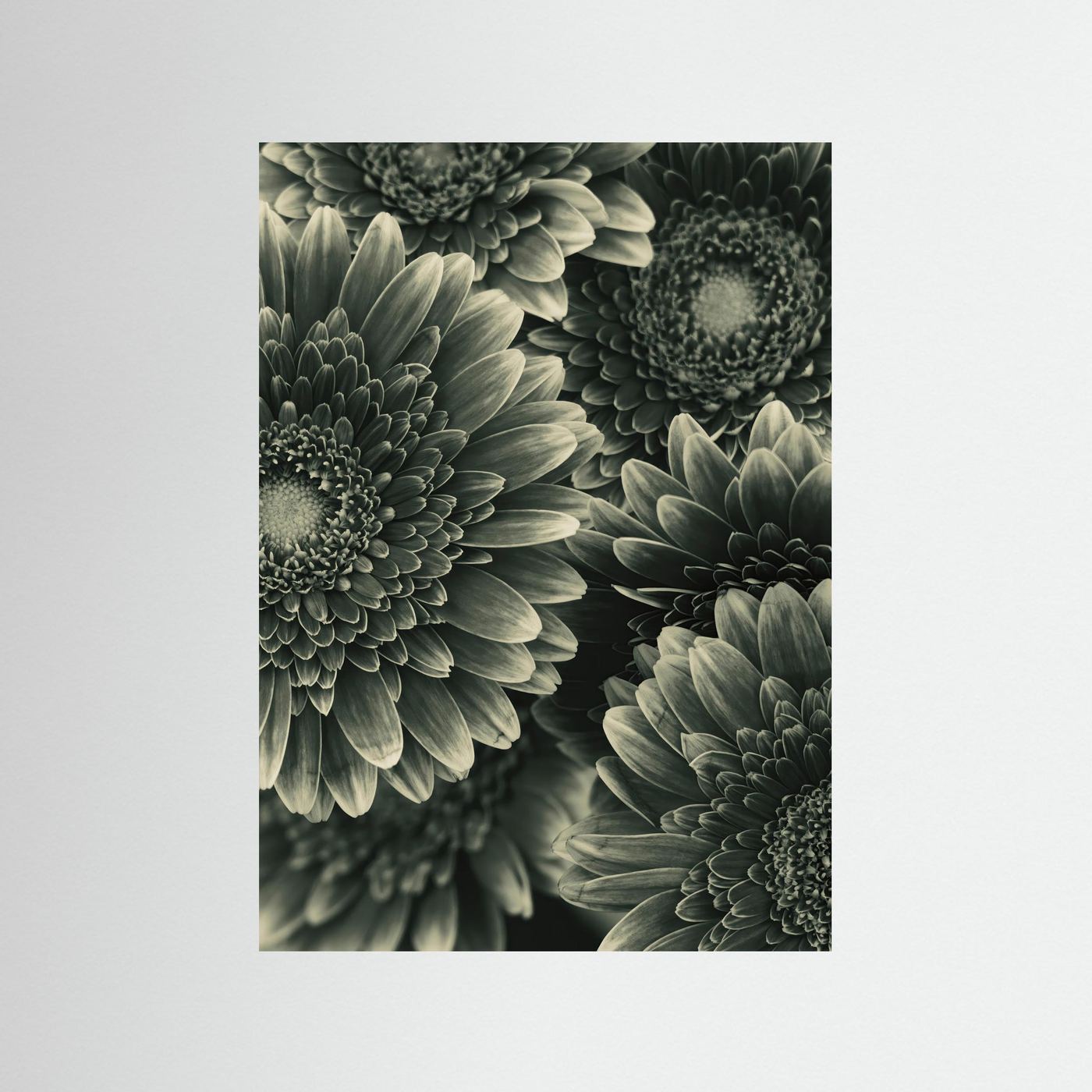 TIMELESS BLOOM #1