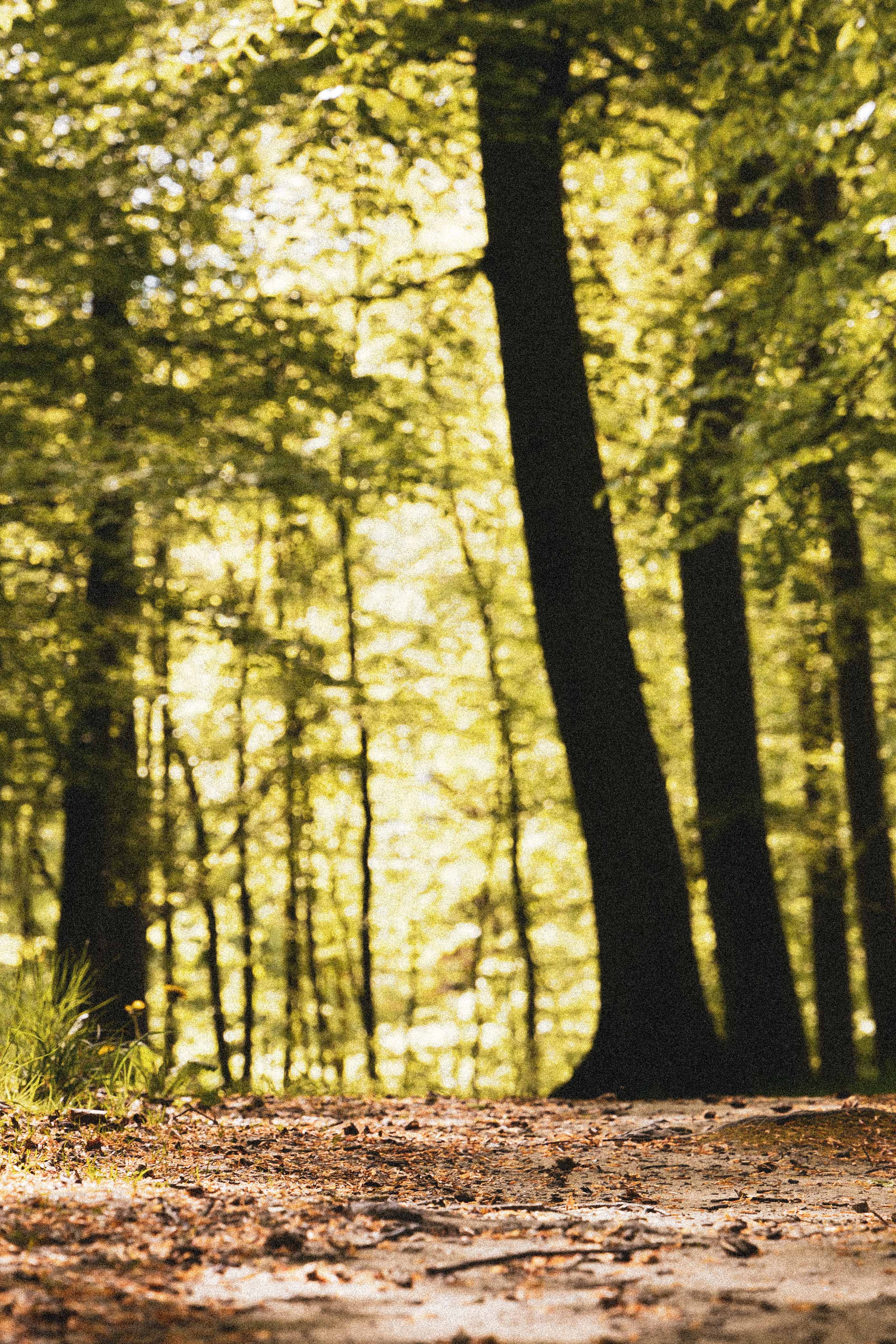 FORESTH PATH